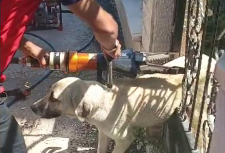 Demir kapıya sıkışan köpeği itfaiye kurtardı
