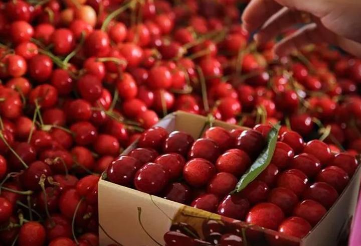 Kiraz yedi, hayatını kaybetti! Eşi yoğun bakımda
