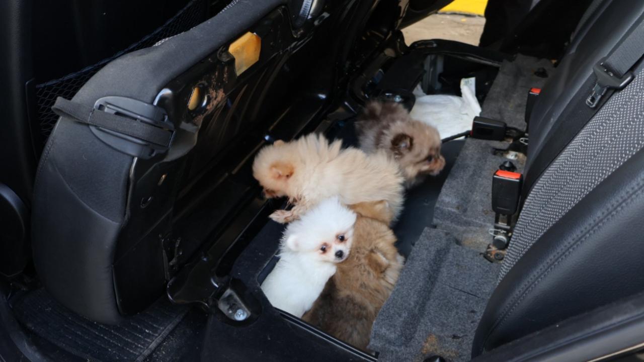 Edirne'de Pomeranian cinsi 5 köpek yavrusu ele geçirildi