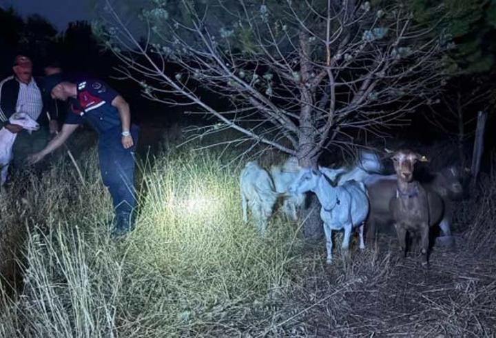 Çanakkale'de kayıp küçükbaş hayvanlar jandarma ekiplerince bulundu