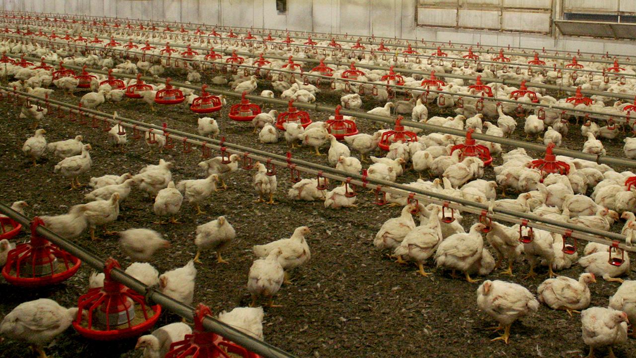 Kuş gribi yayılıyor: Avustralya kümes hayvanlarını kapalı alanlara taşıyor