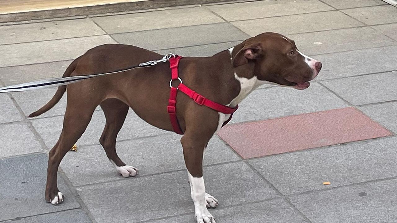 Adana'da sahipsiz kediyi öldüren pitbullun sahibine para cezası verildi