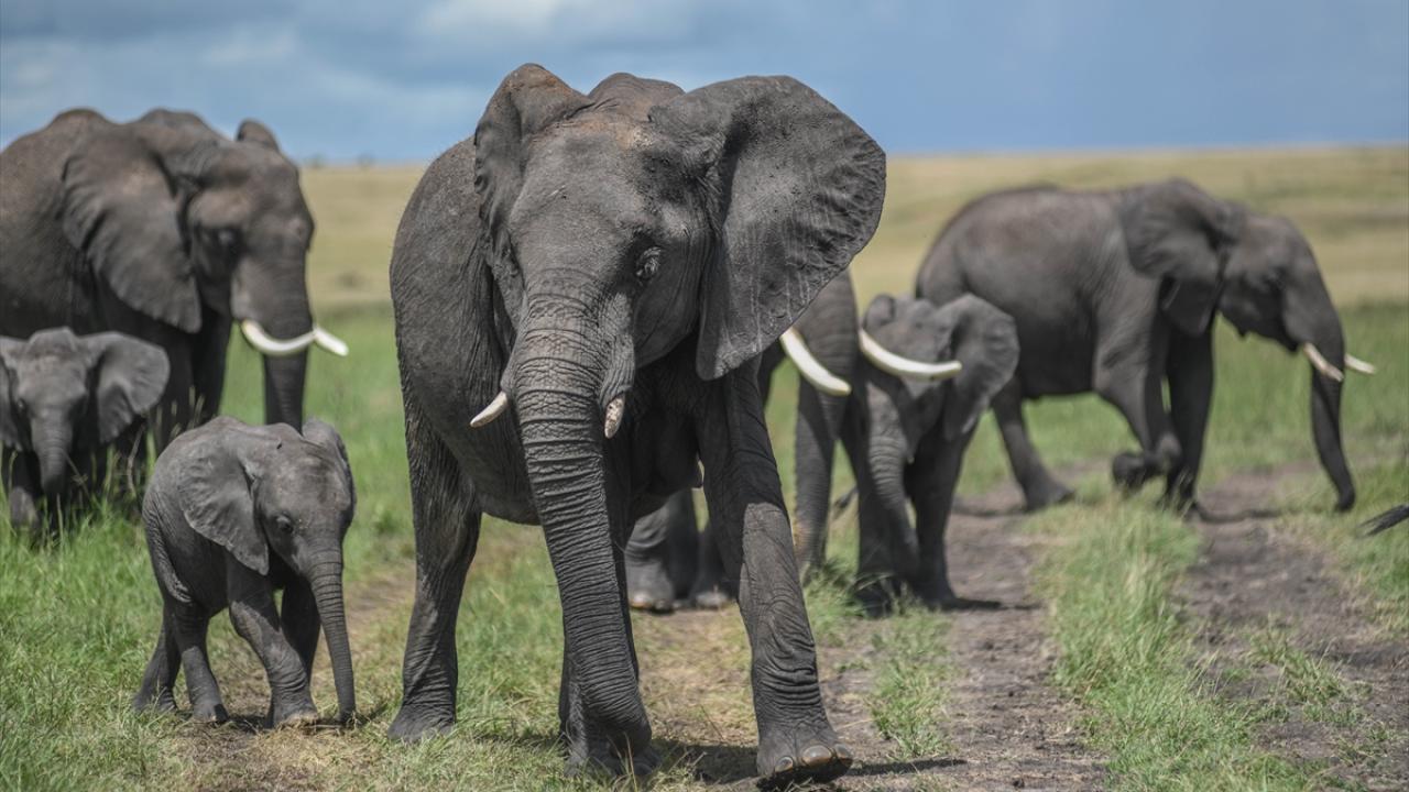 Kenya'da Amboseli Milli Parkı ve çevresinde ölen fillerin sayısı 17'ye yükseldi