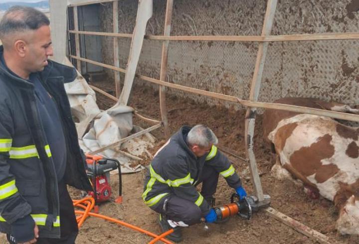 Aksaray’da TIR devrildi: 6 büyükbaş hayvan öldü