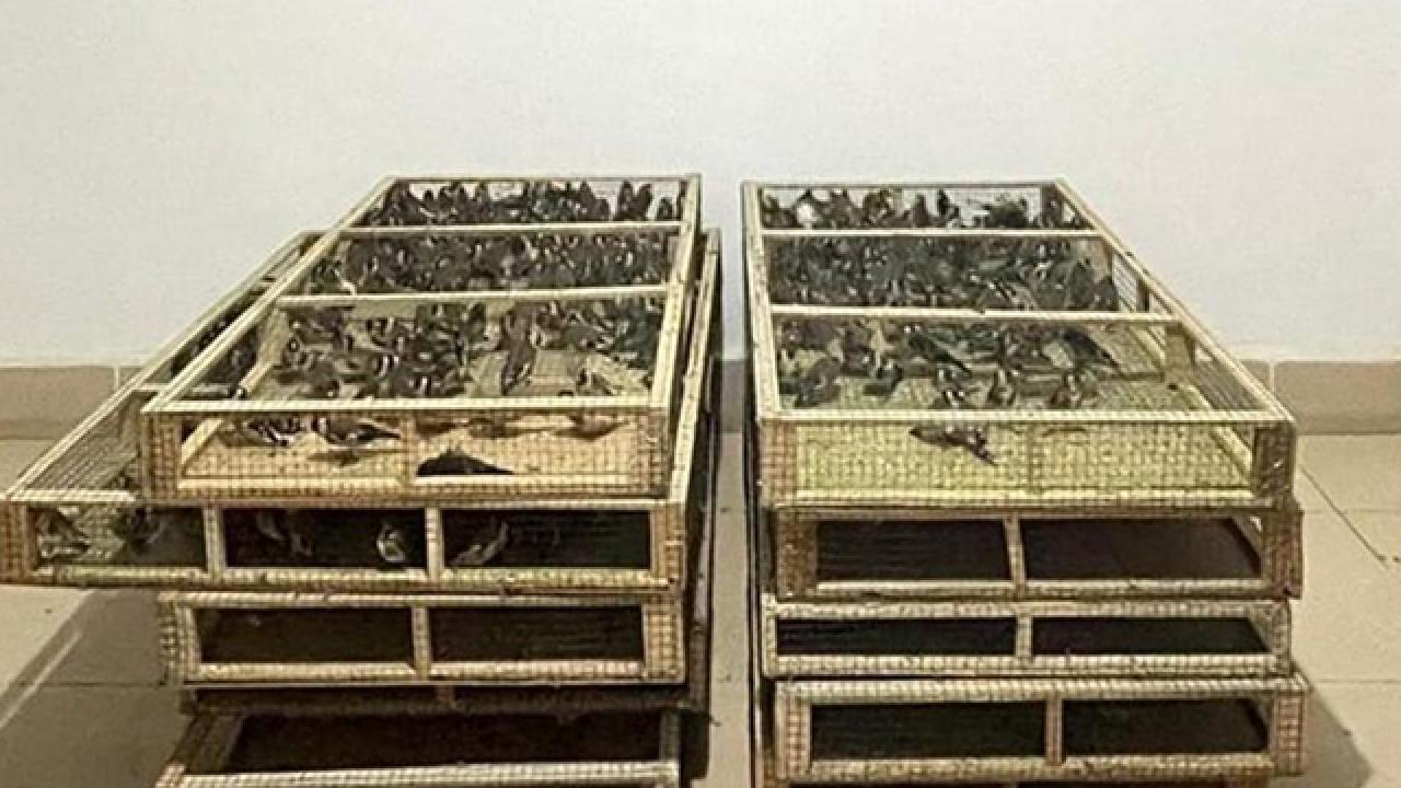 Ankarada saka kuşu üretip satan kişiye 1,4 milyon lira ceza