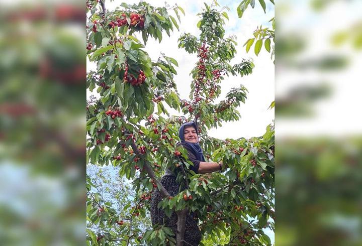 Üzüm toplarken arı soktu, hayatını kaybetti