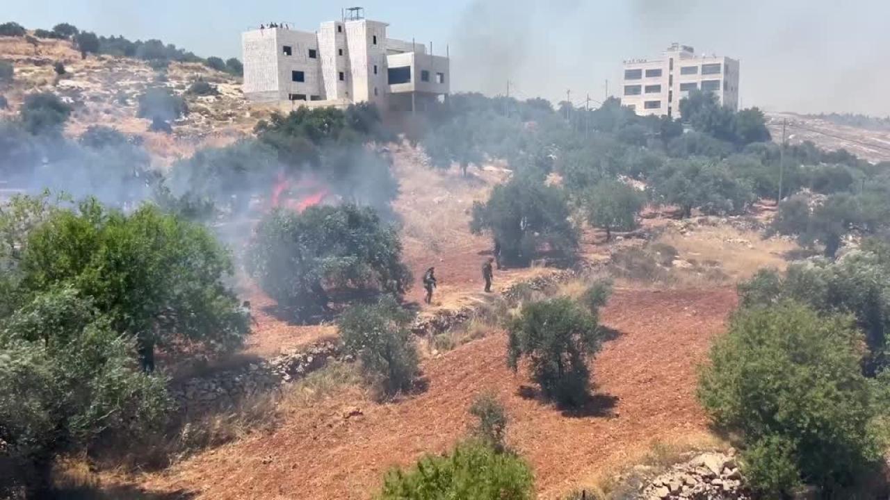 İsrailli işgalciler Batı Şeria'da bu ay zeytin hasadını hedef alan 136 saldırı düzenledi