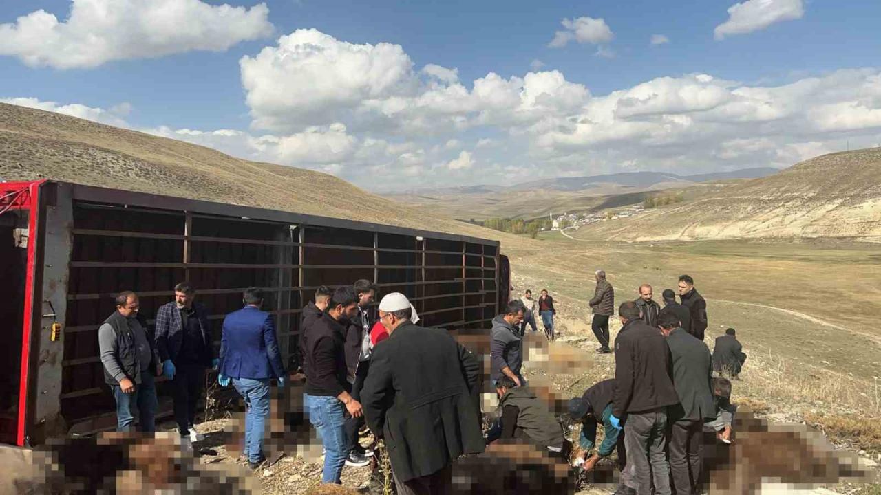 Erzurum'da hayvan yüklü tır devrildi: 130 küçükbaş telef oldu