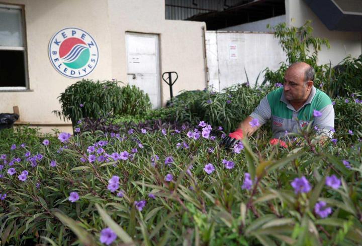 Kepez'de yetiştirilen çiçekler Antalya'ya renk katıyor