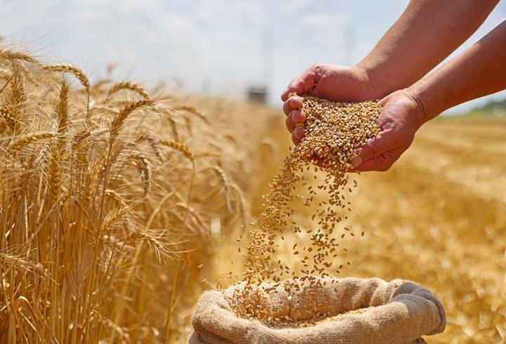 Buğday üretiminde yıllık ihtiyaç aşılacak: Kişi başına 288 kilogram bekleniyor